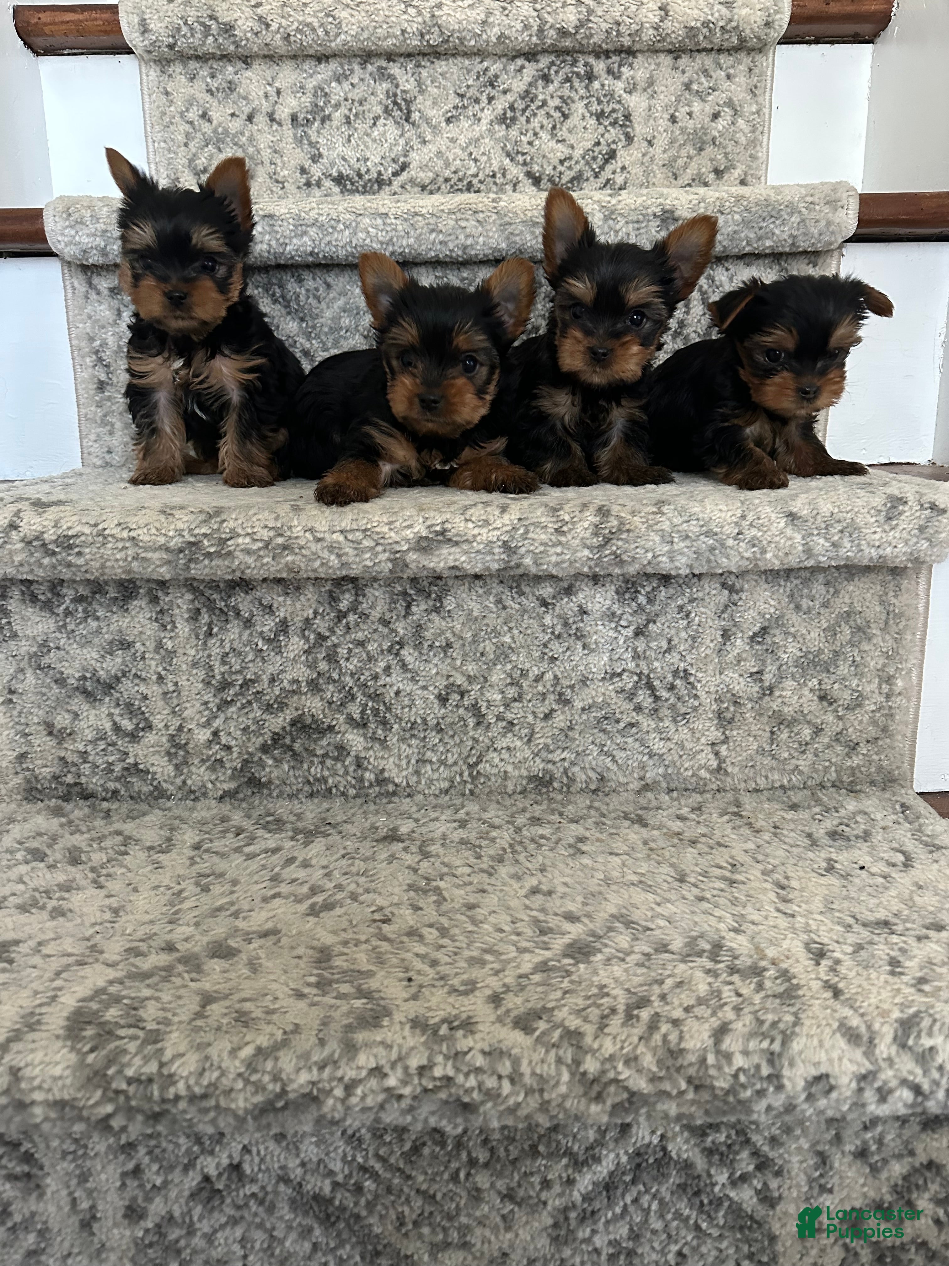 Yorkshire Terrier dogs Teddy - Ad 20