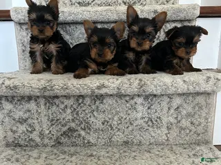 Yorkshire Terrier dogs Teddy - Ad 20