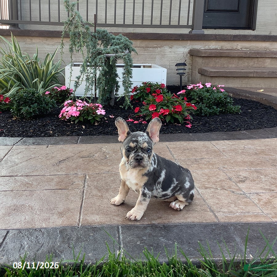 French Bulldog dogs Julie - Ad 2
