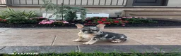 French Bulldog dogs for sale: Julie - Ad 2