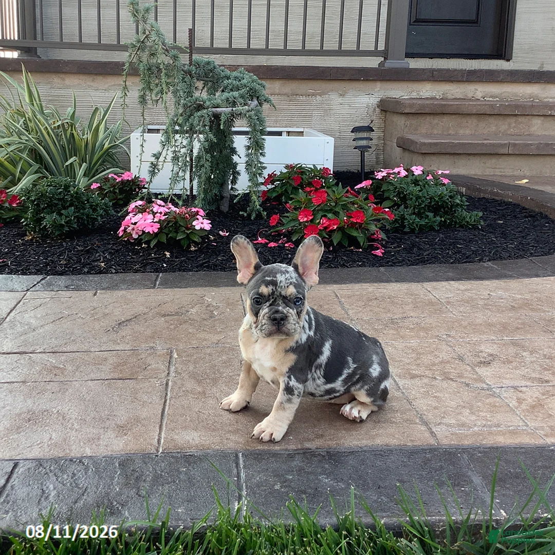 French Bulldog dogs for sale: Julie - Ad 2