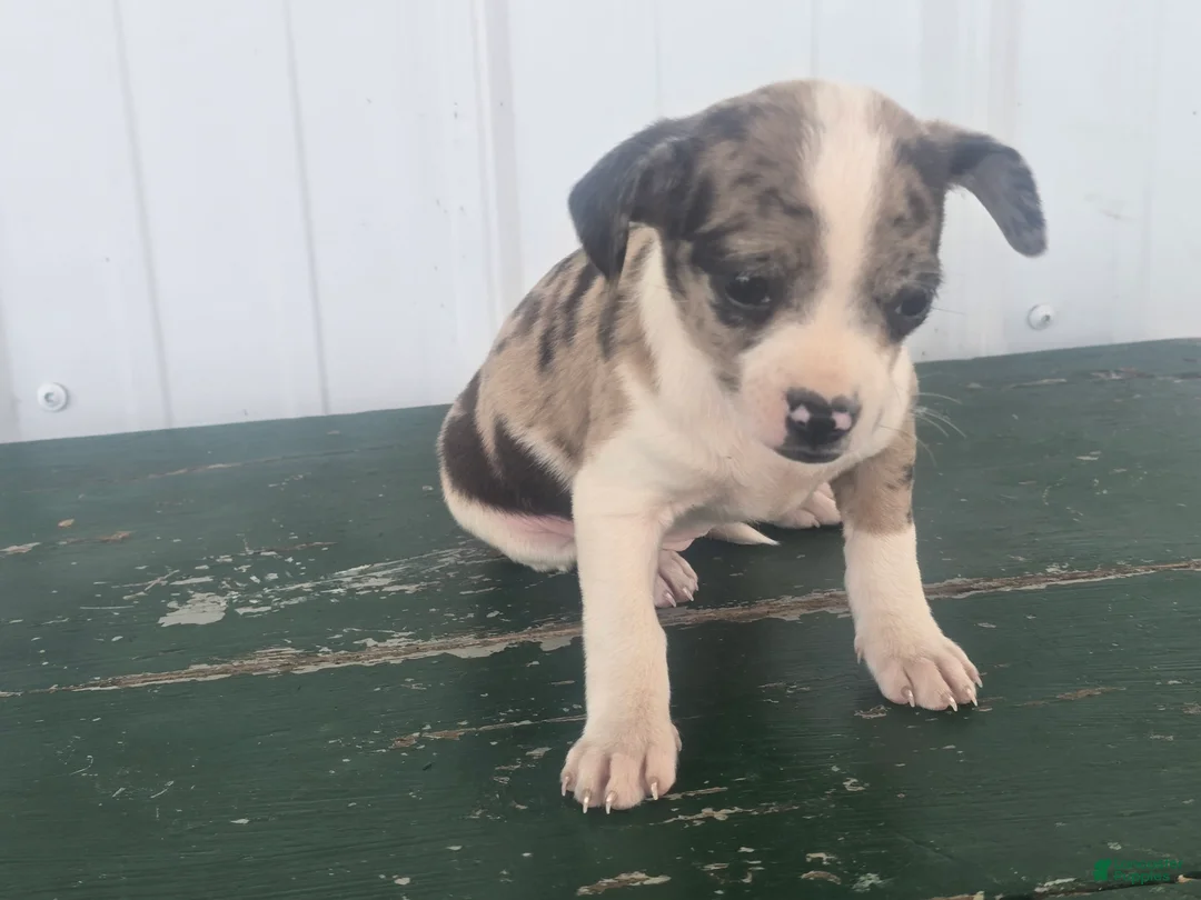 Chihuahua dogs for sale: Chihuahua Puppy 5 mabel - Ad 1