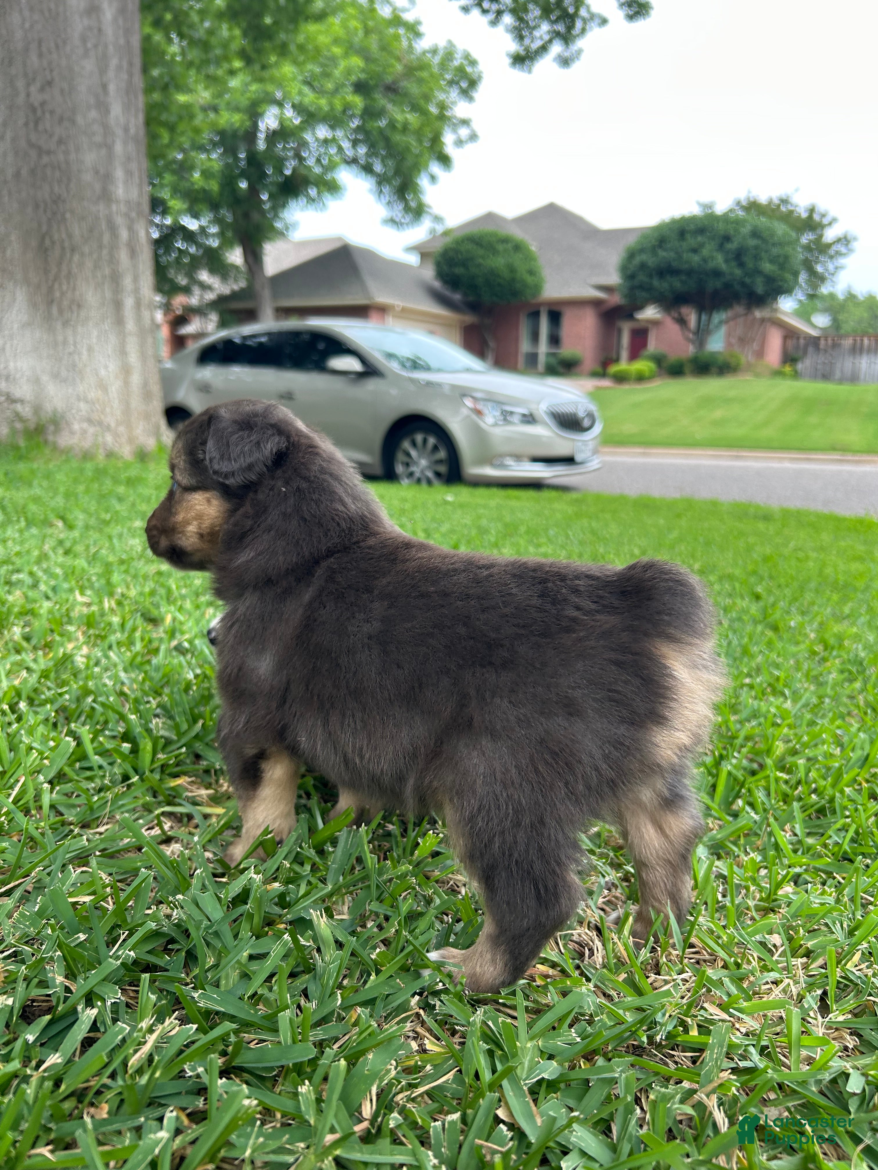 Miniature Australian Shepherd dogs for sale: Nixon - Ad 4
