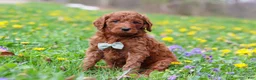 Goldendoodle dogs for sale: Benson F1b - Ad 4