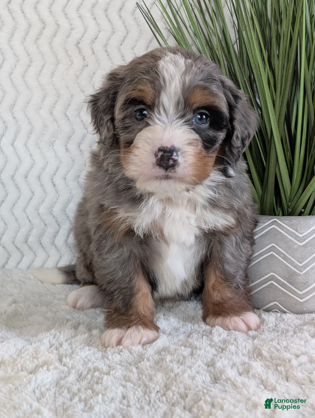 Mini Bernedoodle dogs for sale: Mini Nemo  - Ad 8