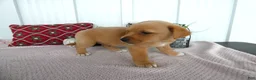 Chorkie dogs for sale: Chorkie 1 Woody - Ad 3