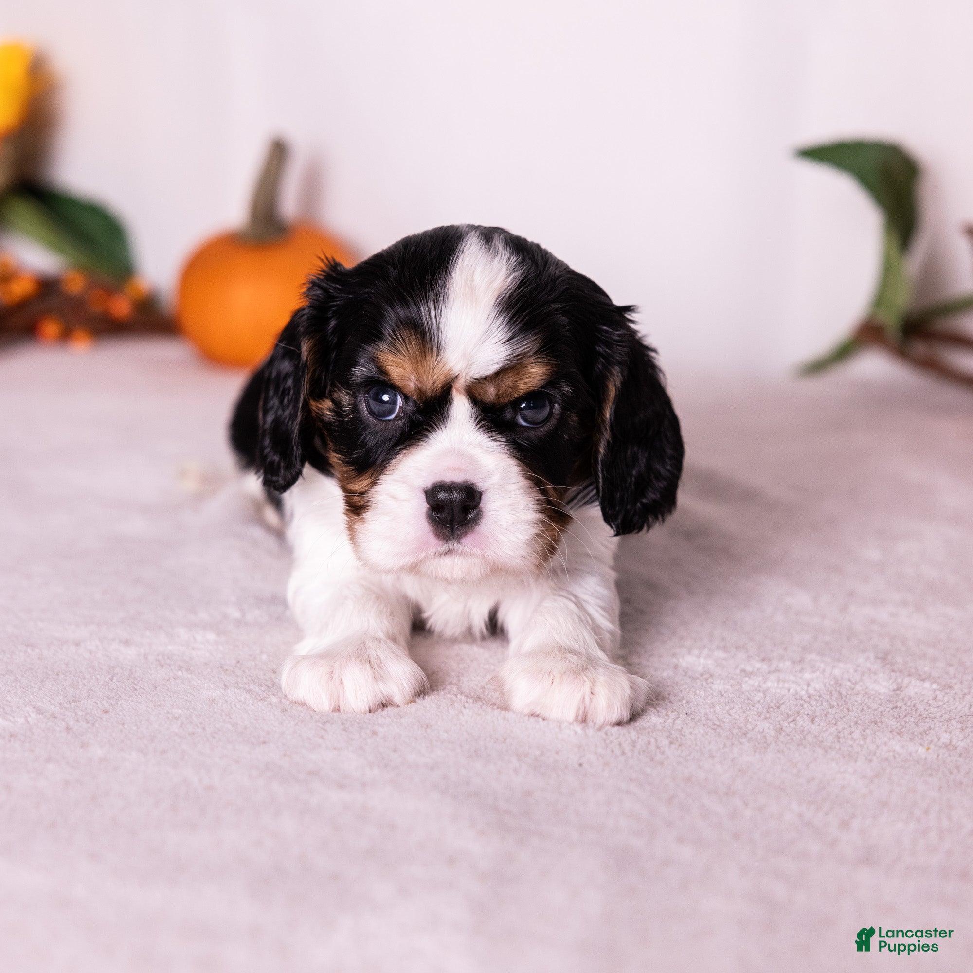 Cavalier King Charles Spaniel dogs Ezra - Ad 2
