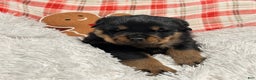 Rottweiler dogs for sale: Marshall - Ad 1