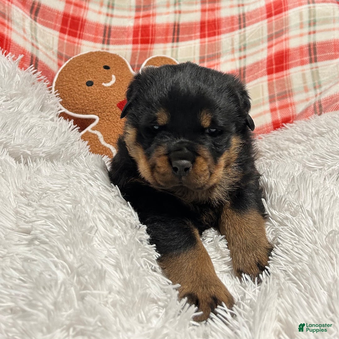 Rottweiler dogs for sale: Marshall - Ad 1