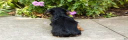 Yorkshire Terrier dogs for sale: Ollie - Ad 5