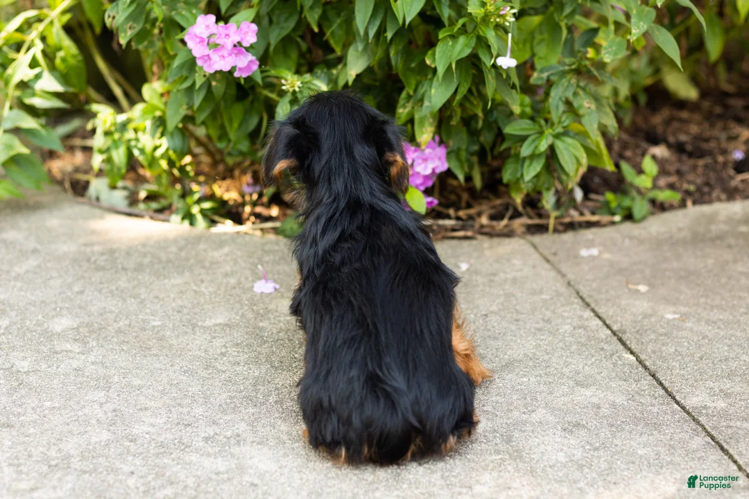 Yorkshire Terrier dogs for sale: Ollie - Ad 5
