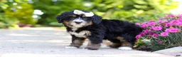 Mini Bernedoodle dogs for sale: Phoebe - Ad 3