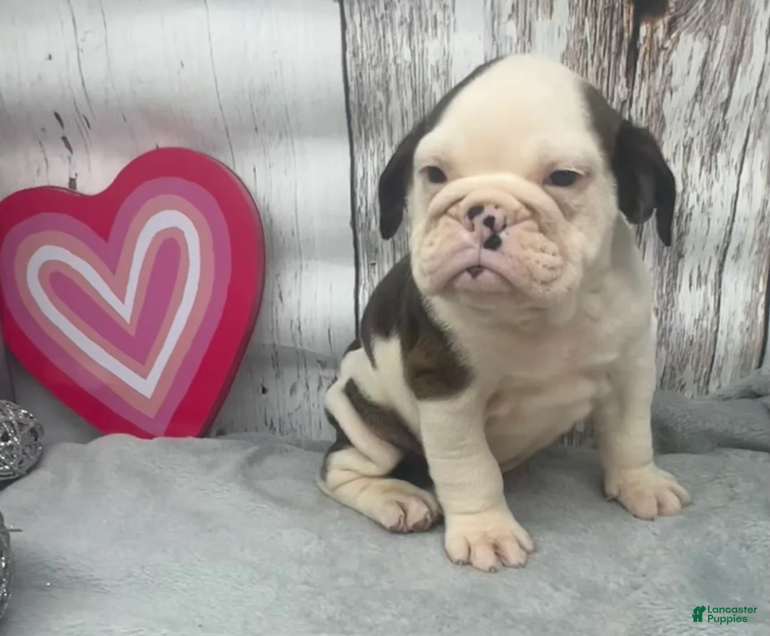 English Bulldog dogs for sale: Liam - Ad 4