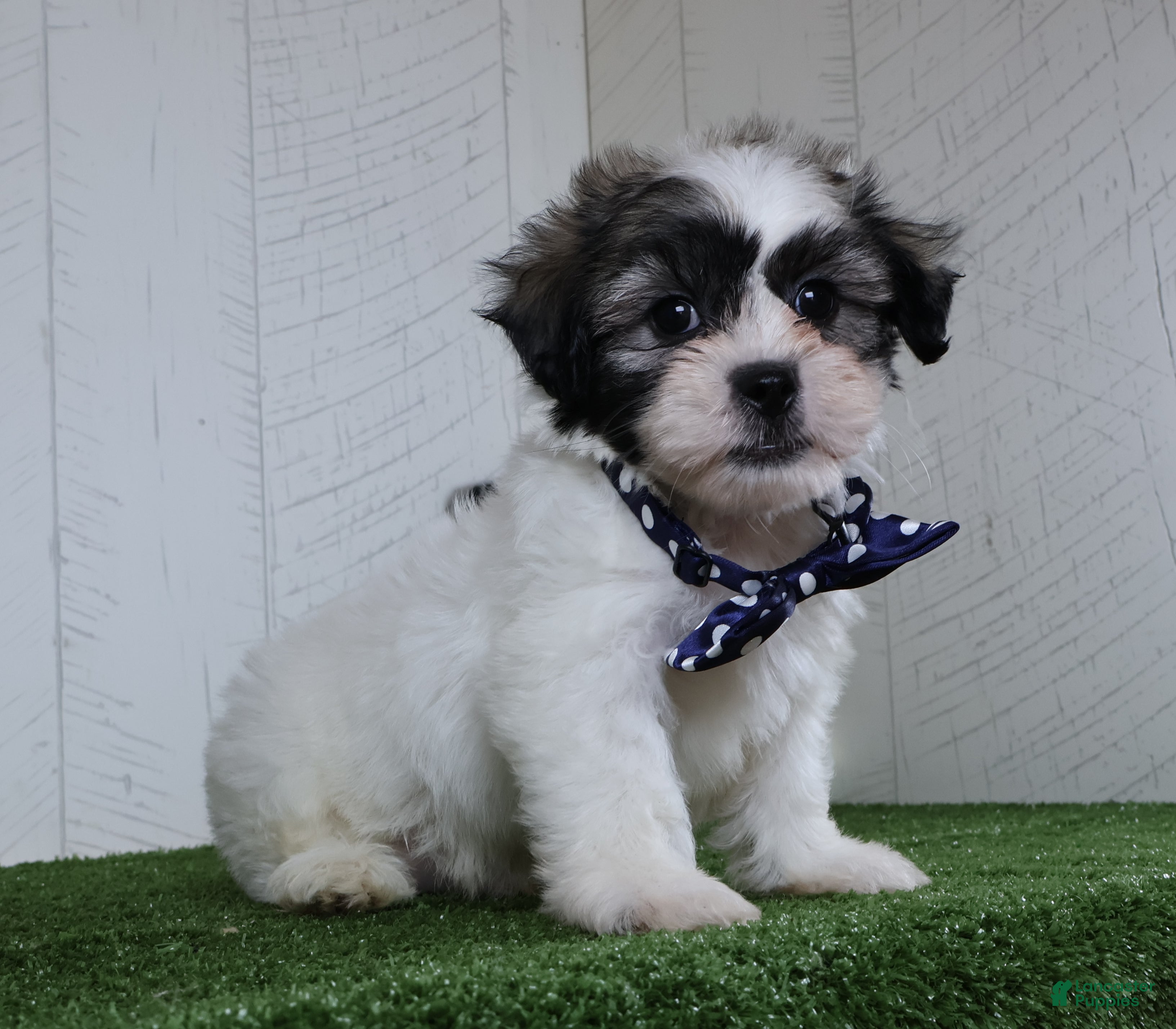 Teddy Bear dogs Bryan - Ad 1