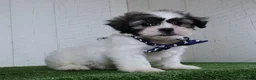 Teddy Bear dogs for sale: Bryan - Ad 1