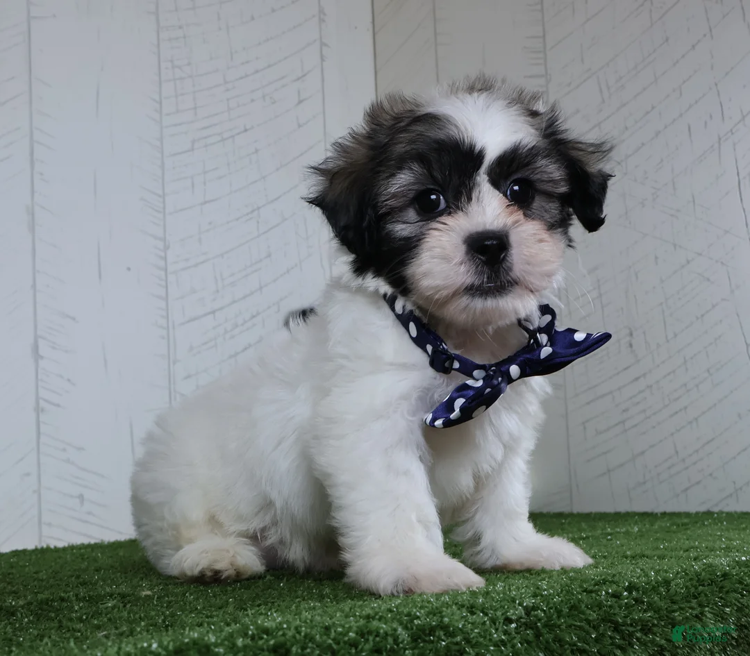 Teddy Bear dogs for sale: Bryan - Ad 1