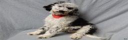 Sheepadoodle dogs for sale: Panda (medium) - Ad 9