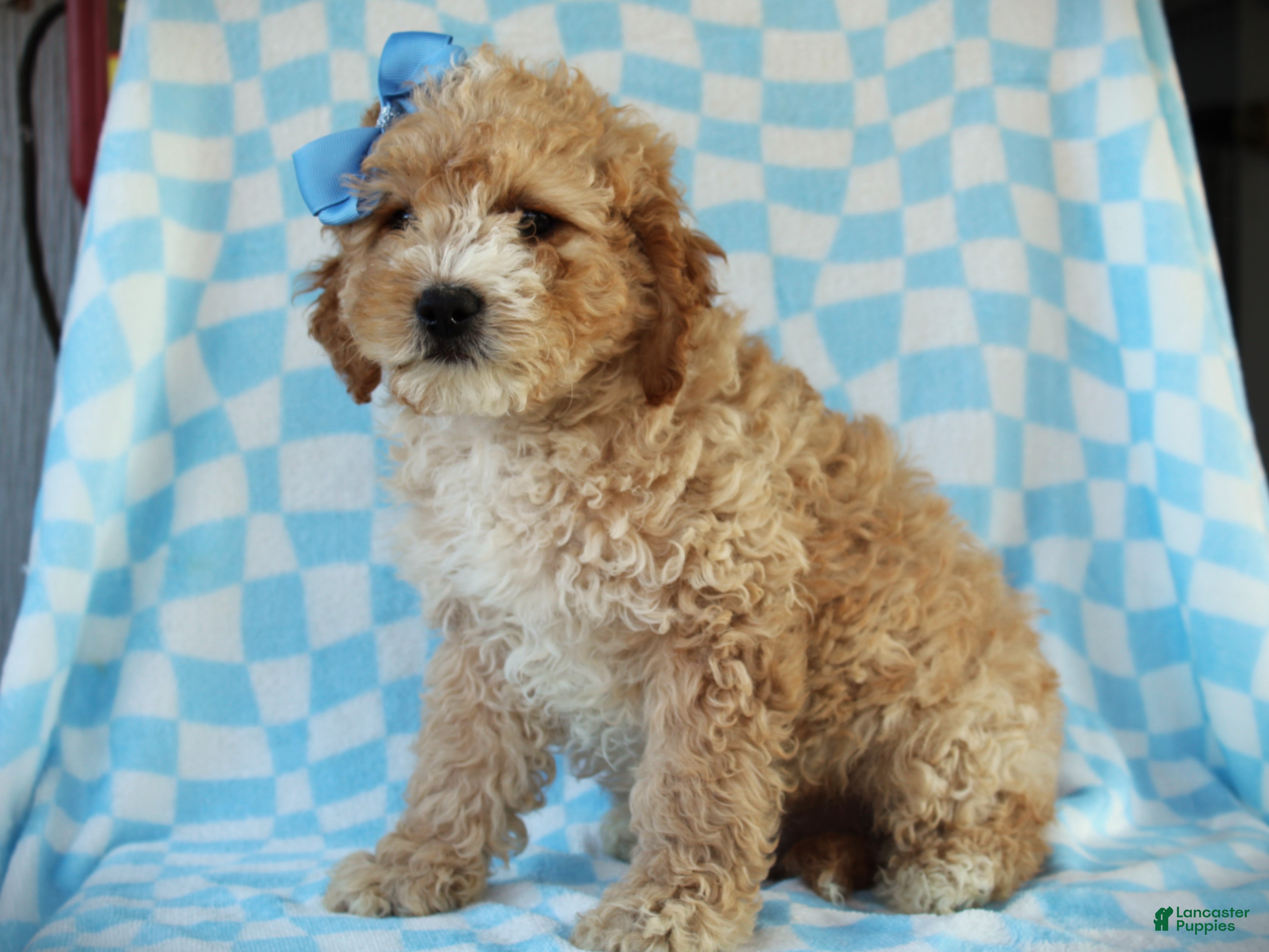 Cavapoo dogs Avery Cavapoo Pup - Ad 1