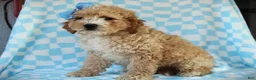 Cavapoo dogs for sale: Avery Cavapoo Pup - Ad 4