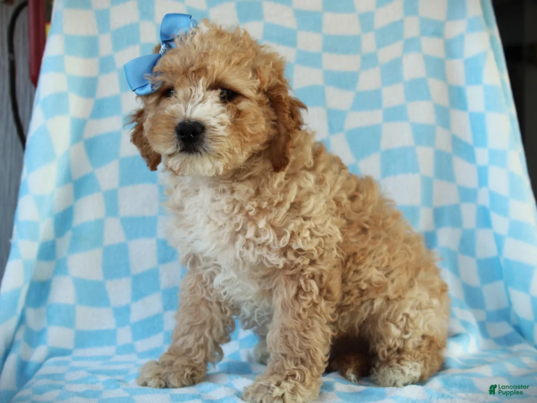 Cavapoo dogs for sale: Avery Cavapoo Pup - Ad 1