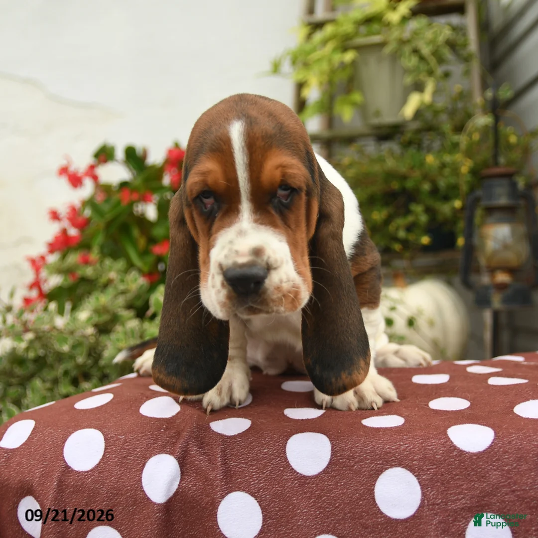 Basset Hound dogs for sale: Judge - Ad 2