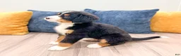 Bernese Mountain Dog dogs for sale: Baxter - Ad 4
