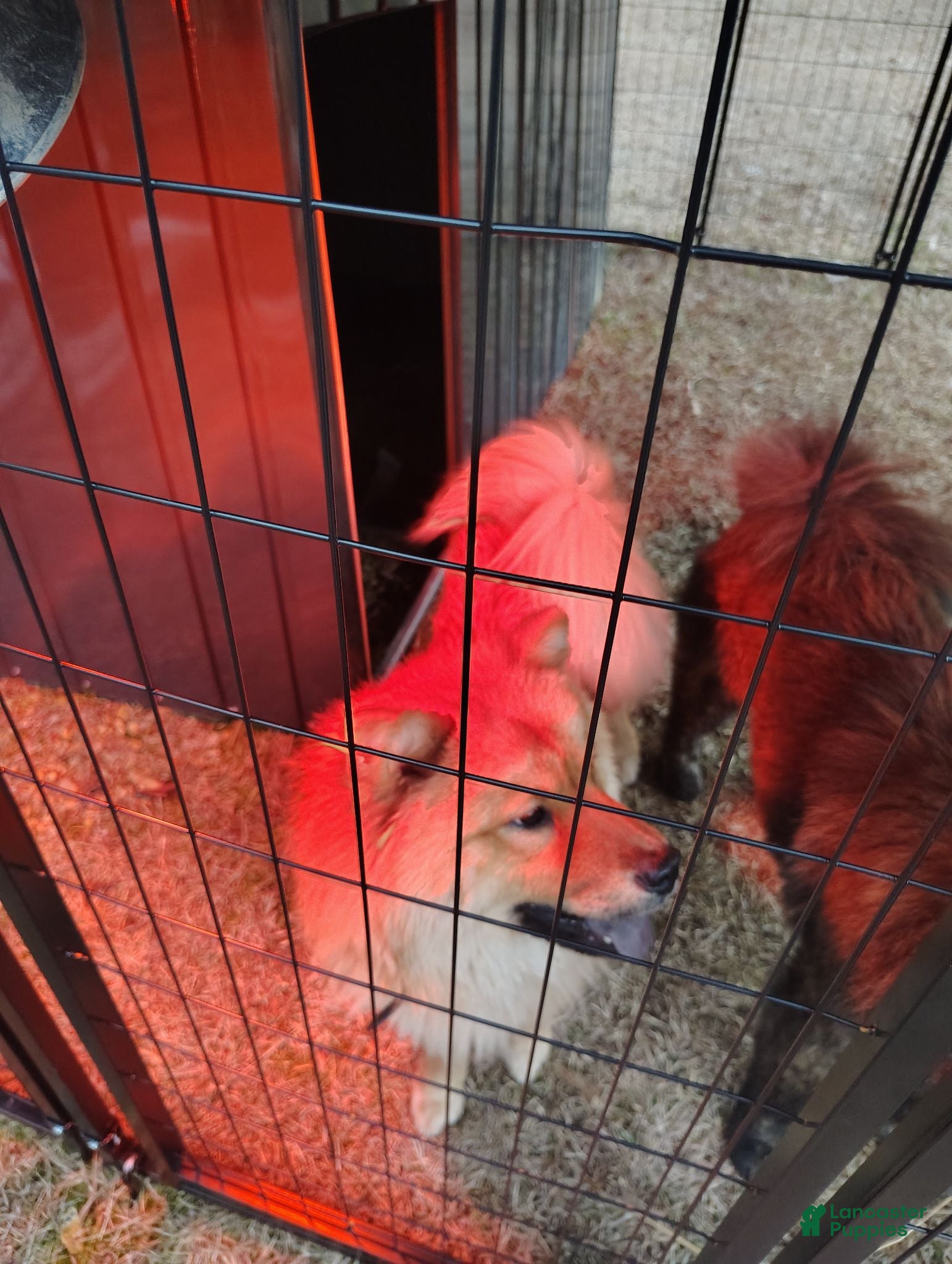 Chow Chow dogs Merida - Ad 2