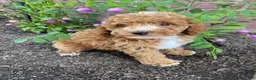 Miniature Poodle dogs for sale: Leo - Ad 1