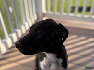 Mixed Breed dogs Puma - Ad 8