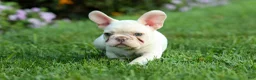 French Bulldog dogs for sale: Snoopy 🐶 - Ad 3