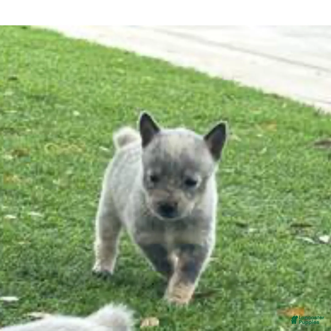 Australian Cattle Dog dogs for sale: Australian Cattle Dog Puppy 3 - Ad 1