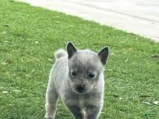 Australian Cattle Dog dogs Australian Cattle Dog Puppy 3 - Ad 5
