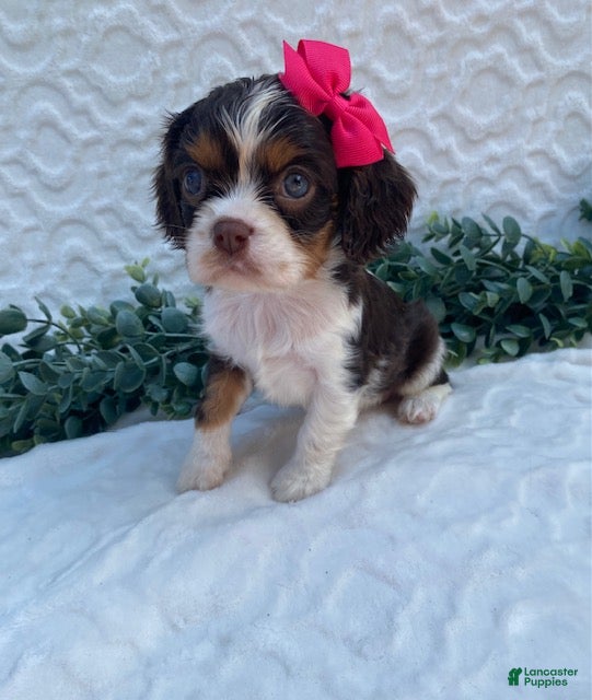 Cavalier King Charles Spaniel dogs Gemma- small - Ad 1