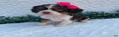 Gemma- small