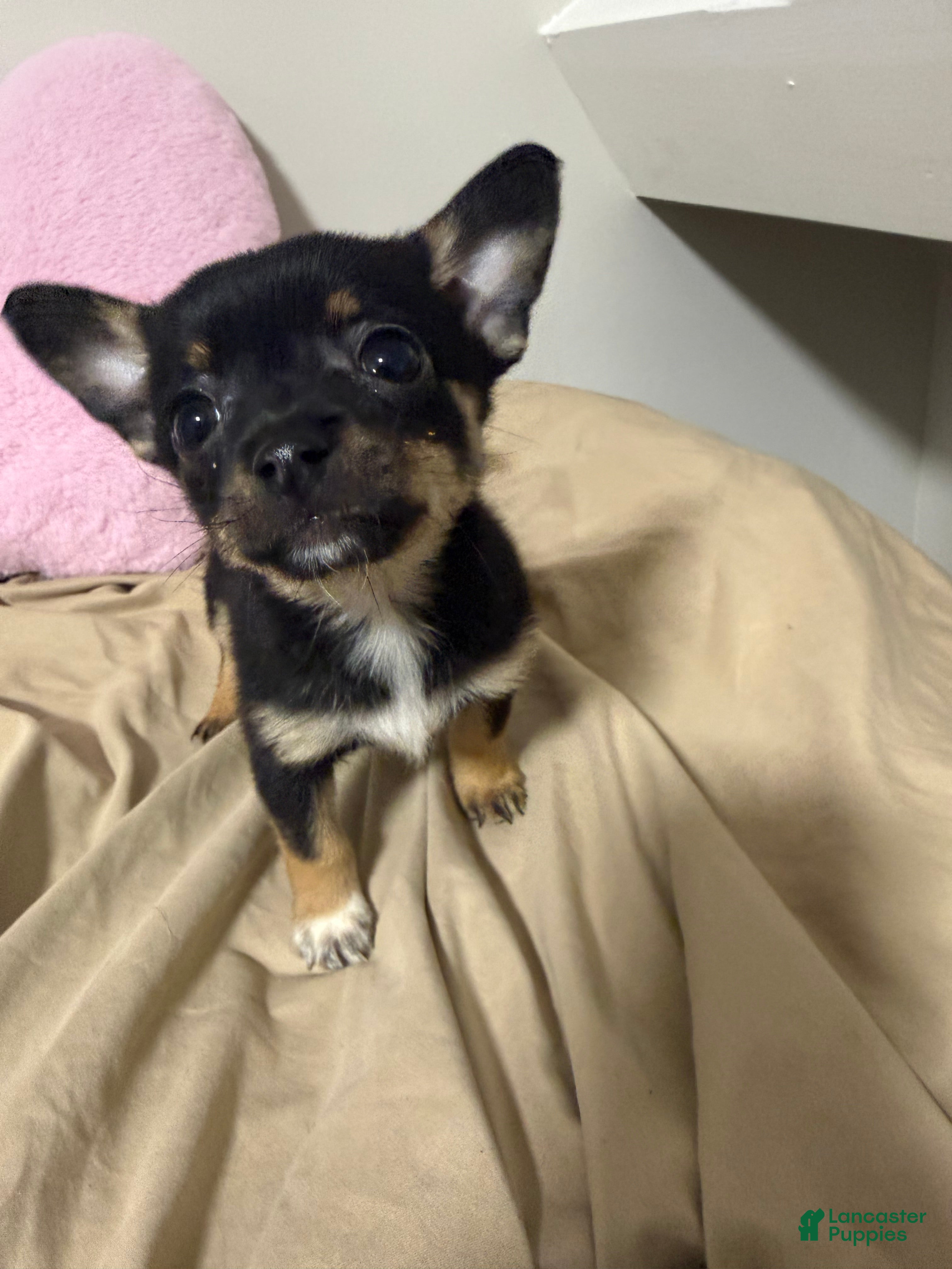 Pomchi dogs Pomchi Puppy 6 - Ad 5