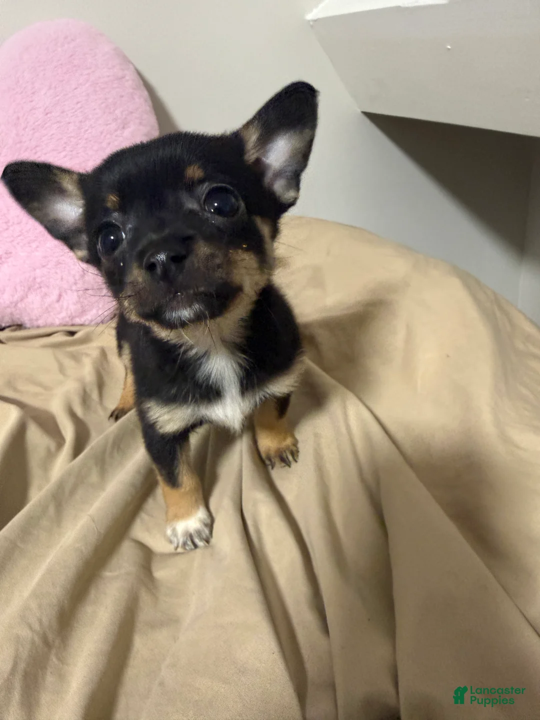 Pomchi dogs for sale: Pomchi Puppy 6 - Ad 1
