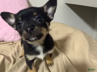 Pomchi dogs Pomchi Puppy 6 - Ad 5