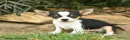 Chihuahua dogs for sale: Patriot  - Ad 3