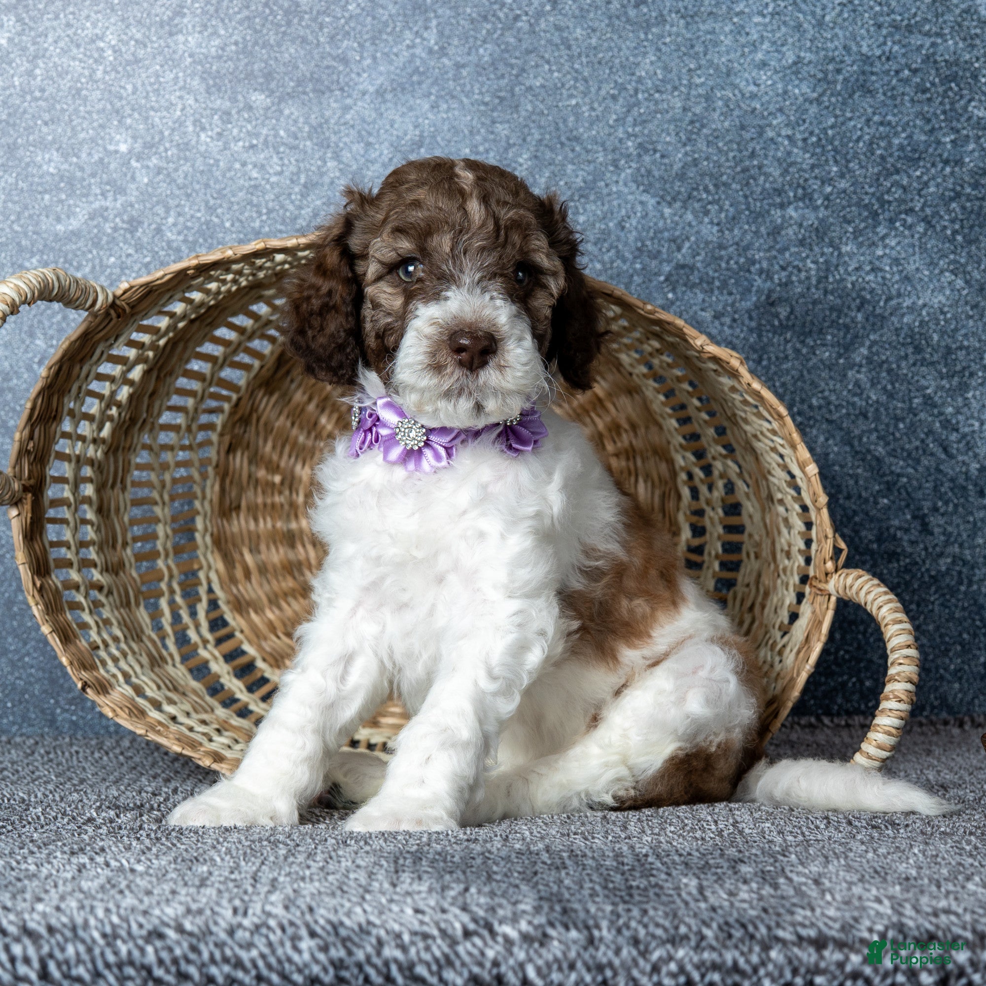Goldendoodle dogs for sale: Ms. Caramel Latte - Chocolate-Caramel-and-White Parti Goldendoodle - Ad 1
