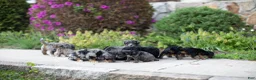 Mini Bernedoodle dogs for sale: Tulip - Ad 2