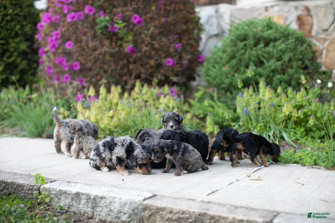 Mini Bernedoodle dogs for sale: Tulip - Ad 2