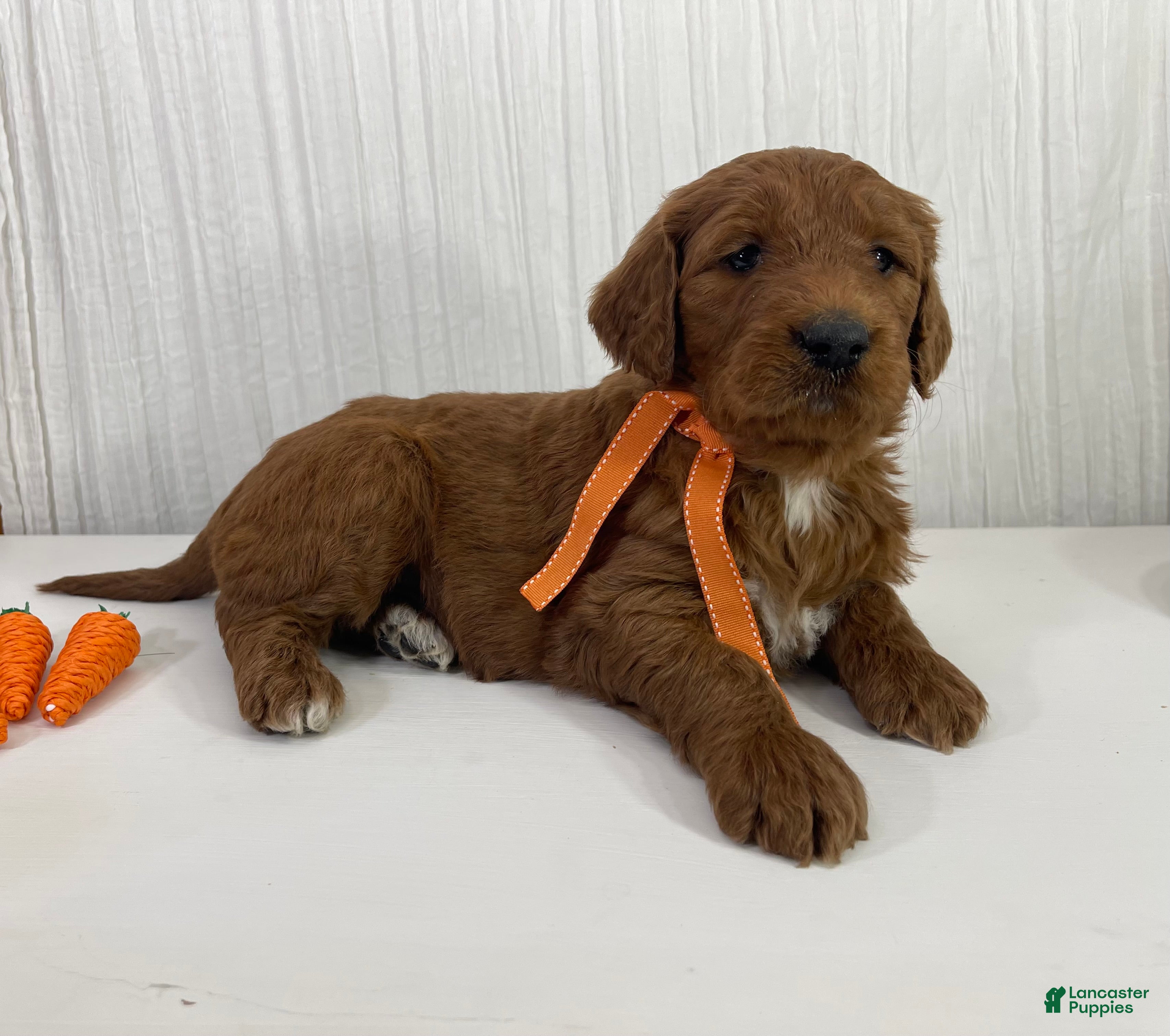 Goldendoodle dogs Cedar - Ad 2