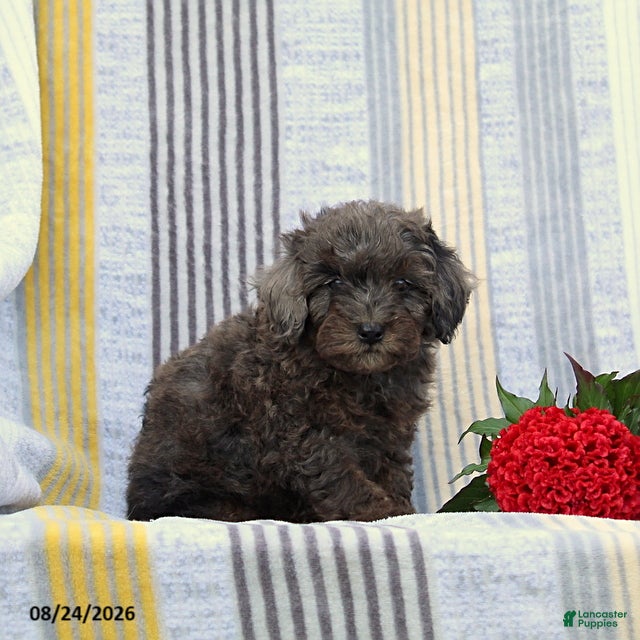 Miniature Poodle dogs Sandy - Ad 1