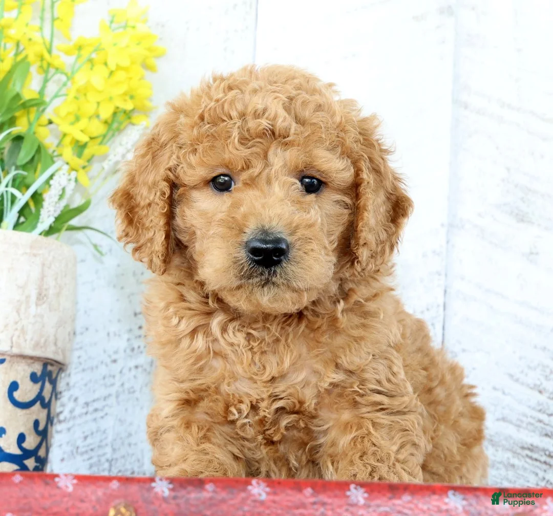 Mini Goldendoodle dogs for sale: Keith - Ad 1