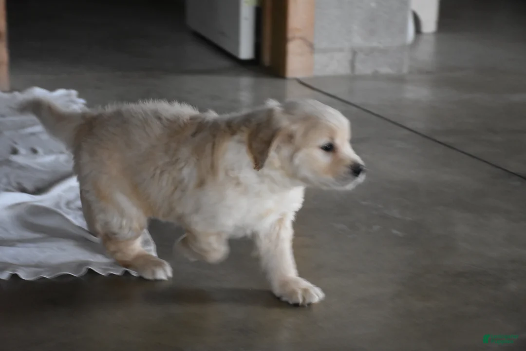 Golden Retriever dogs for sale: Harley  Genetic/OFA - Ad 13