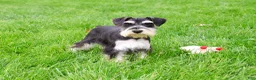 Miniature Schnauzer dogs for sale: Azriel  - Ad 10