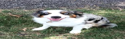 Miniature Australian Shepherd dogs for sale: Duke - Ad 4