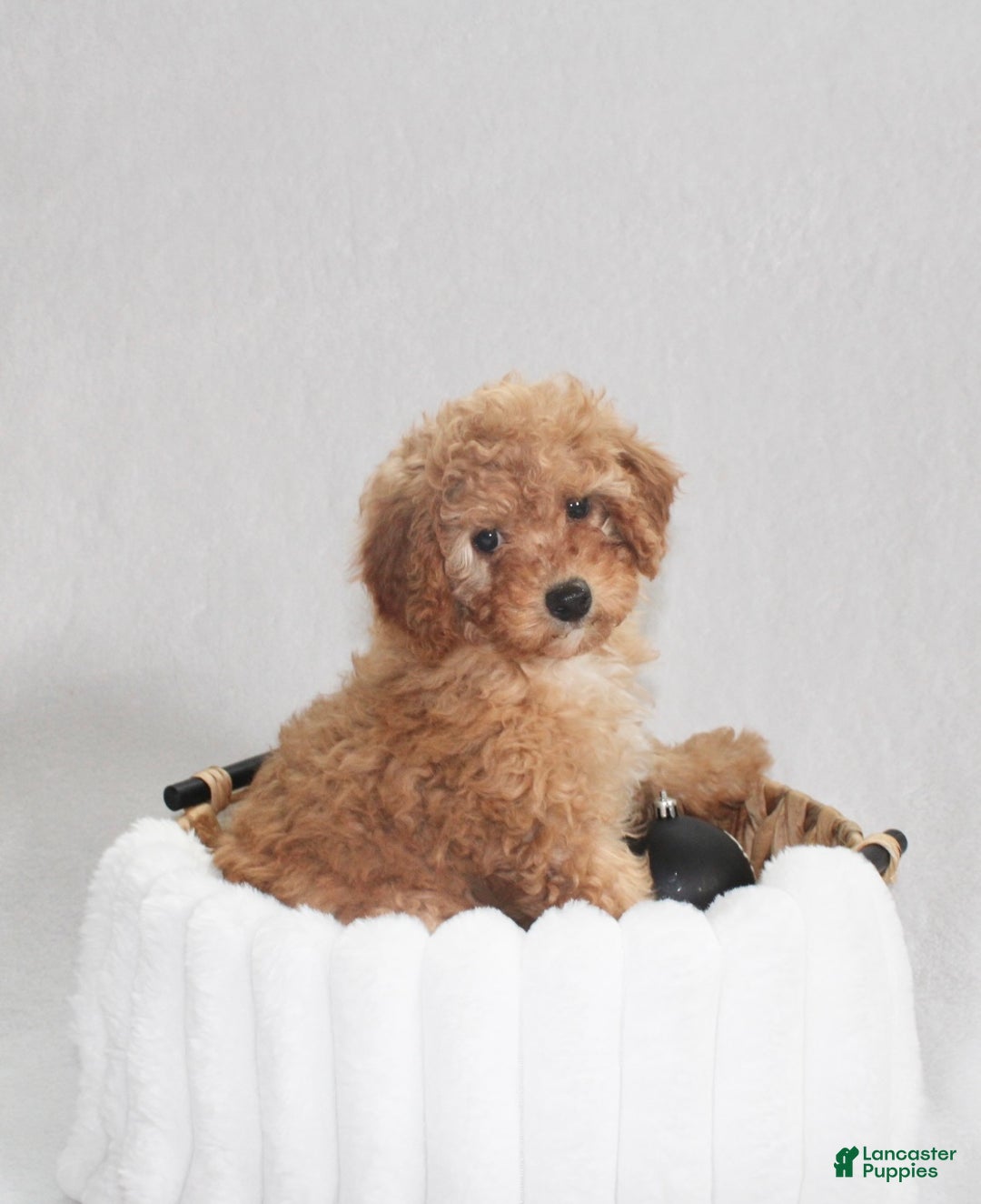 Cavapoo dogs for sale: Oakley - Ad 4
