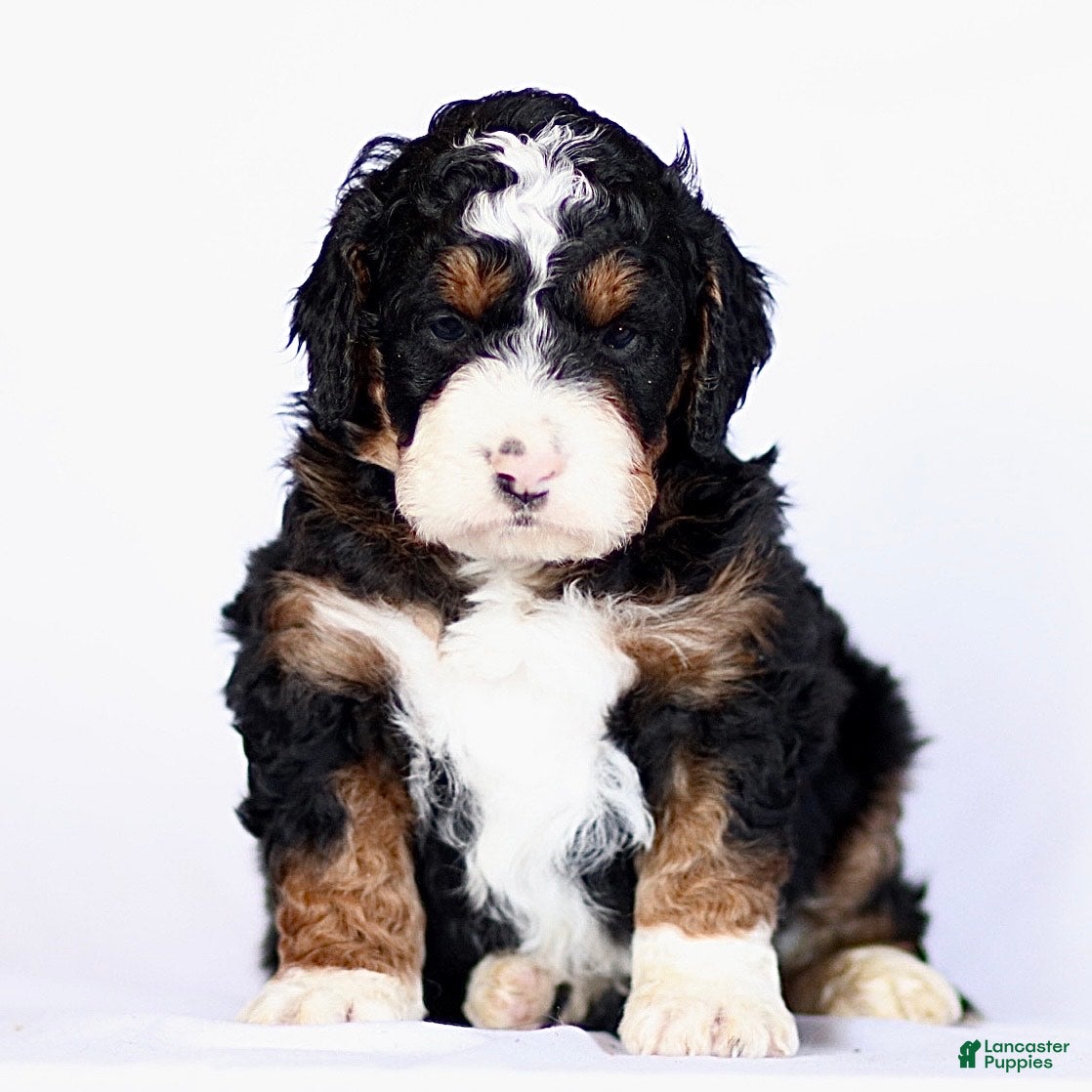 Mini Bernedoodle dogs George - Ad 19