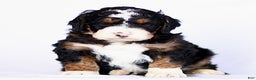 Mini Bernedoodle dogs for sale: George - Ad 1